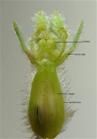  Female Flower V.S.